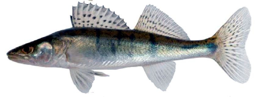 Sander lucioperca_08.jpg